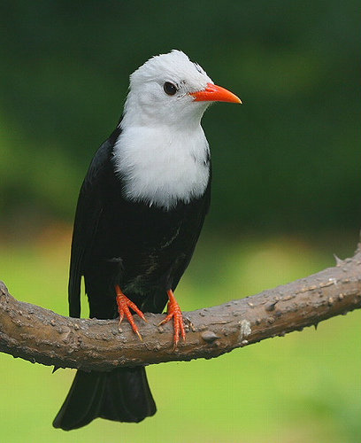 Attraits de Madagascar