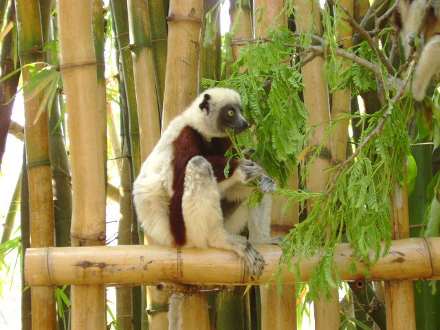 Lemur of Mada